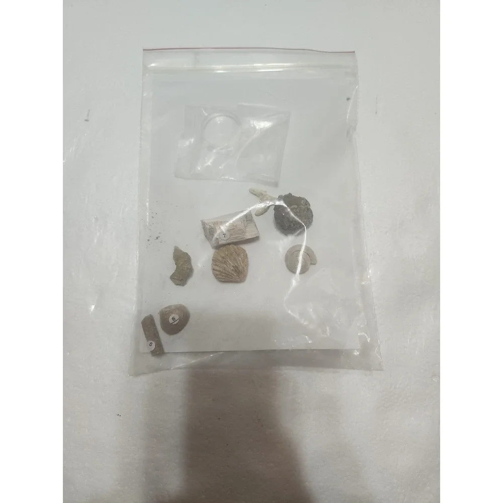 Fossil Study Kit‎